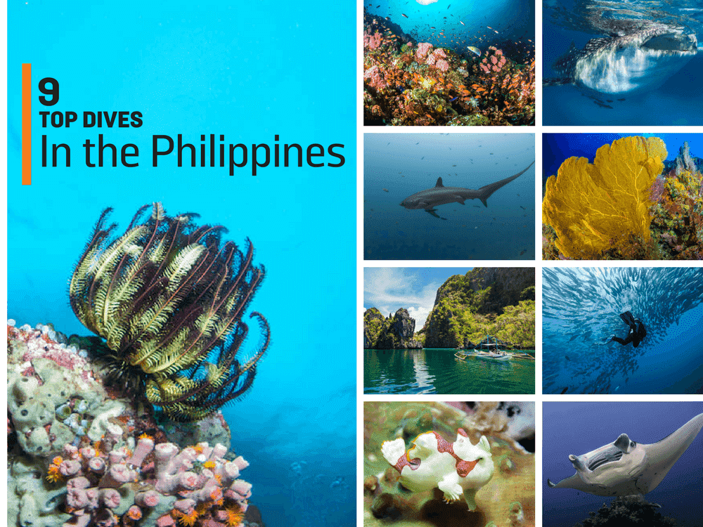 9 Top Dives Philippines
