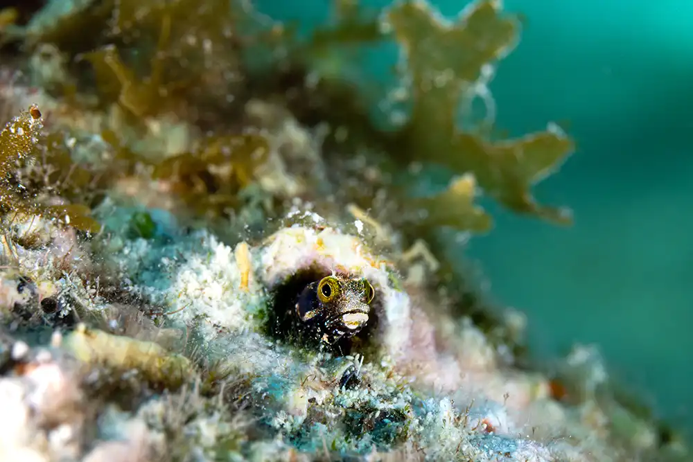 a tiny blenny peeking out from its home on hilma hooker's hull