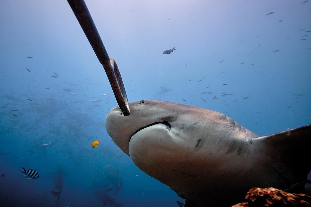 A bull shark being
kept at bay with a metal pole