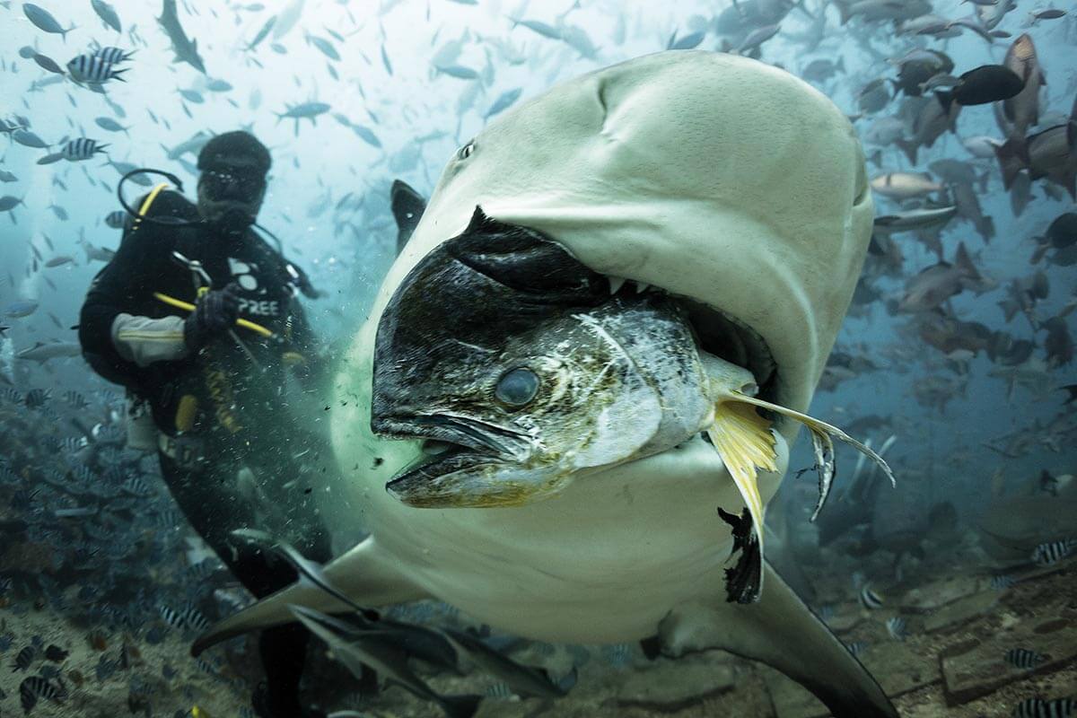 a bull shark grabs a fish head in Beqa, Fiji