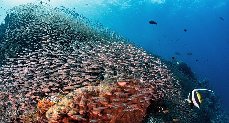 The reefs of Misool are buzzing
with vast schools of glassfish