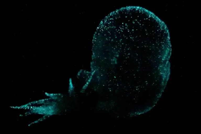 New species of bioluminescent pelagic nudibranch described by MBARI scientists