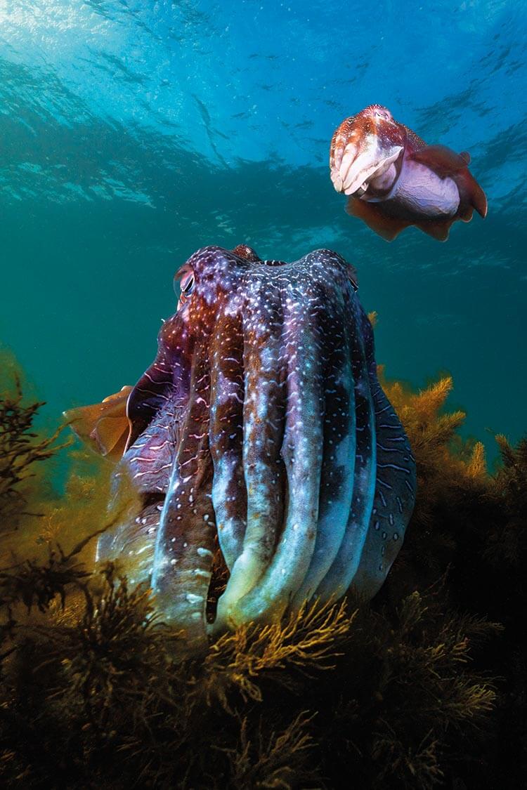 a displaying male cuttlefish facing the camera