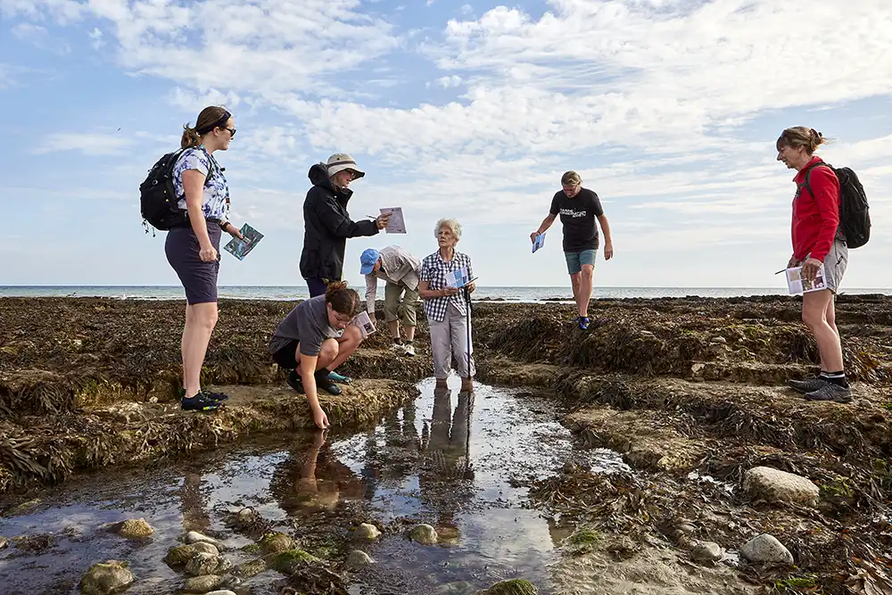 picture of citizen scientists exploring rock pools at the bach to identify different types of seaweed