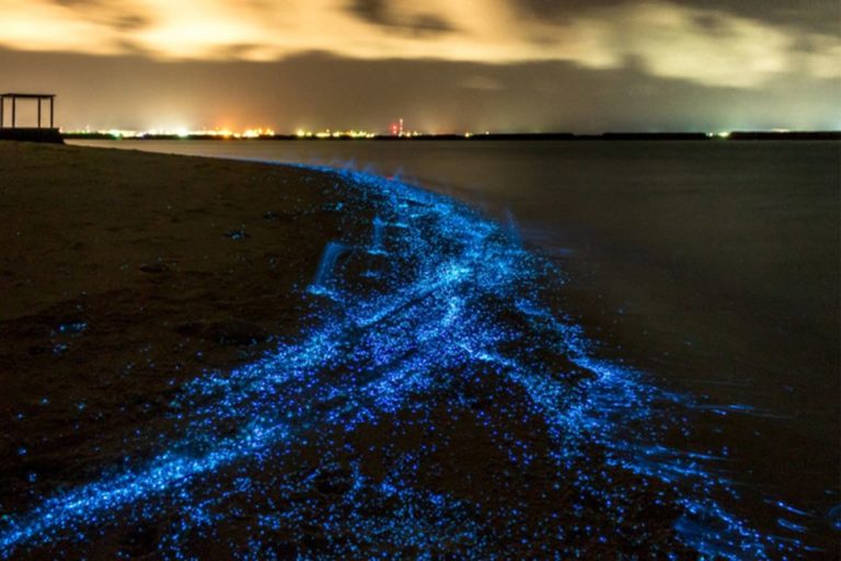 Scientists forecast bioluminescence - DIVE Magazine