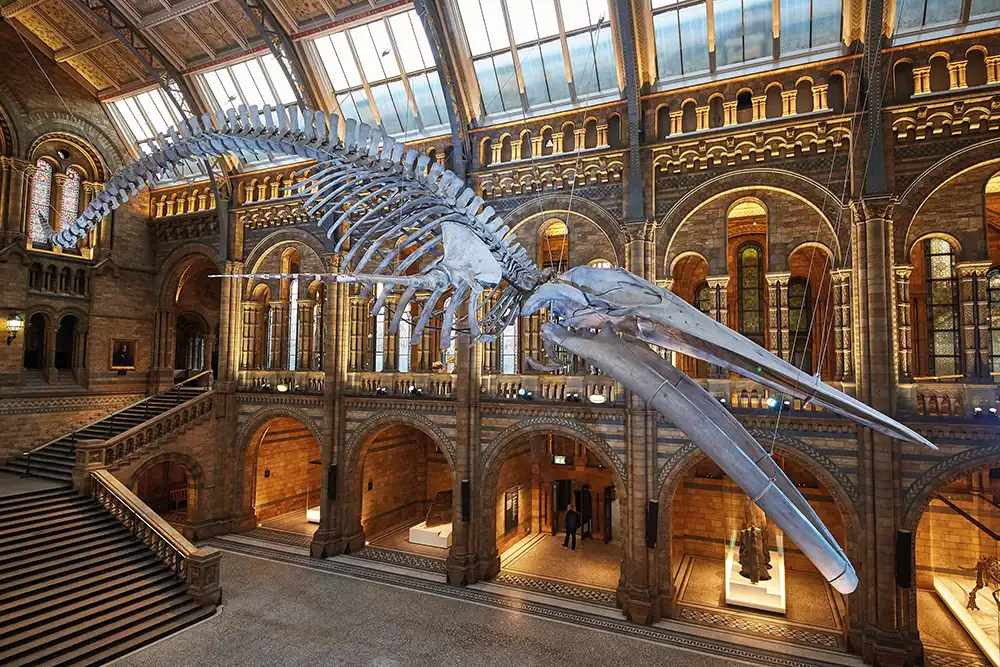 The 25-metre skeleton of Hope, the blue whale, in the Hintze Hall at the Natural History Museum, London