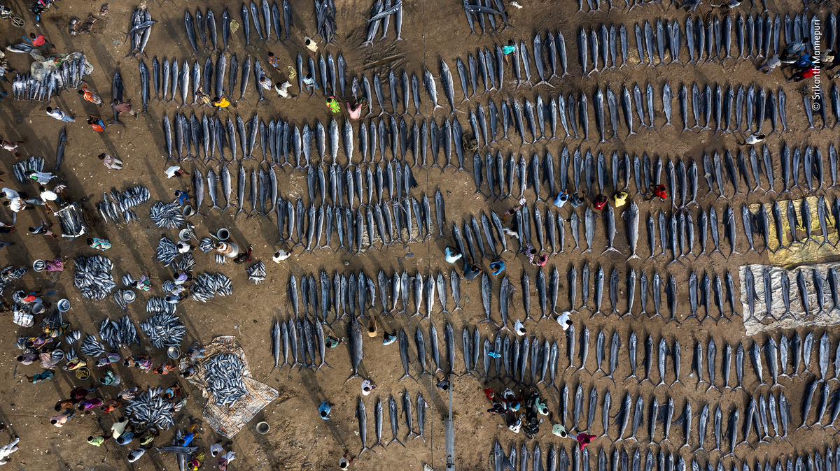 fish on the beach