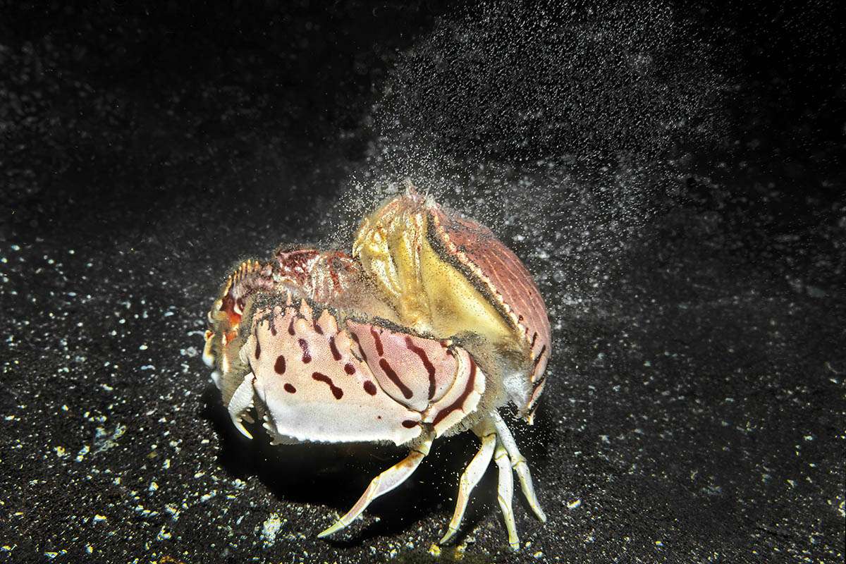 Stripped box crab release millions of tiny larvae into the water column