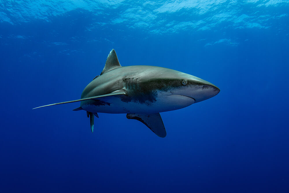 The oceanic whitetips of Cat Island - DIVE Magazine