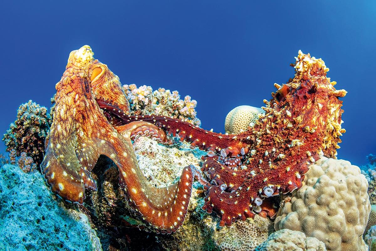 'Octopus Love', by Christian Horras