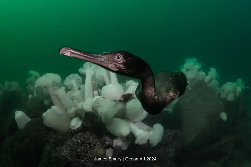 Cold Water_James_Emery_Cormorant Portrait