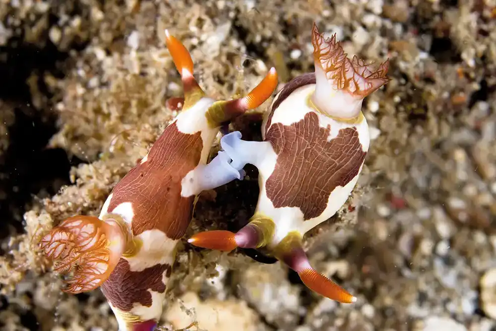 two nudibranch sea slugs mathing on a coral reef