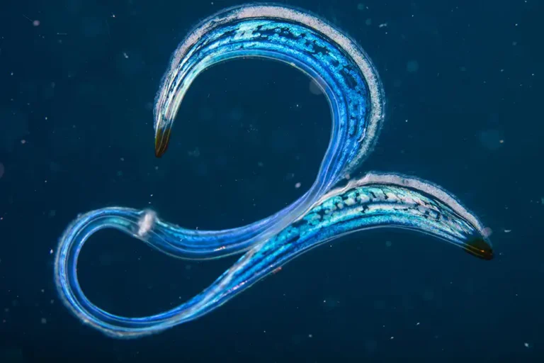 Six comb jelly species recorded in Colombia for the first time