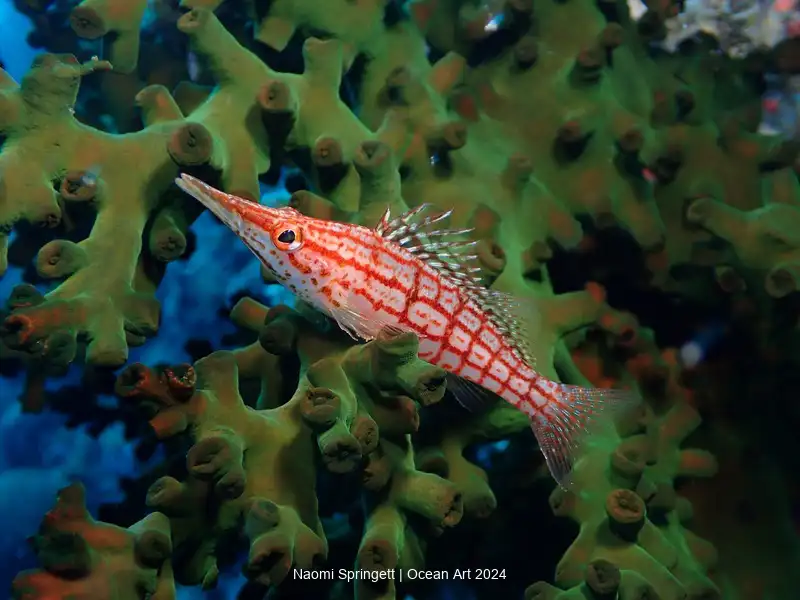 Compact Macro_Naomi_Springett_Longnose Hawkfish