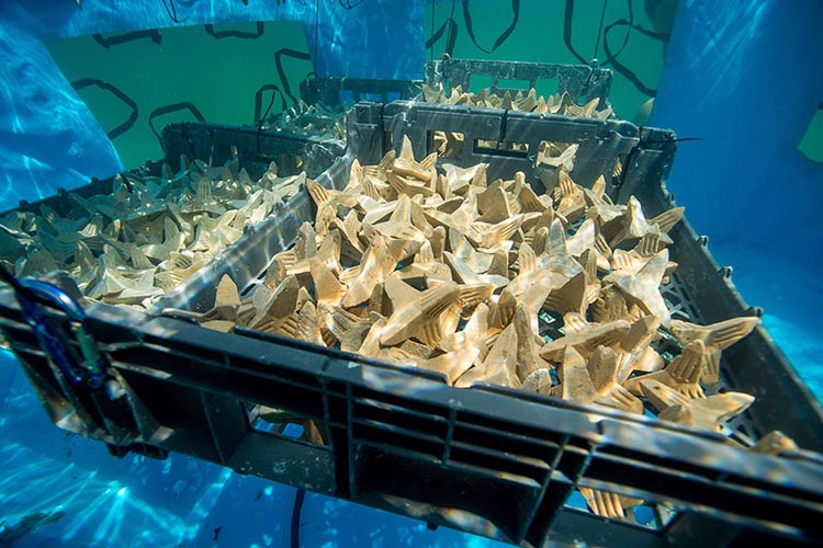Caskets filled with coral settlement substrates hanging in the pools