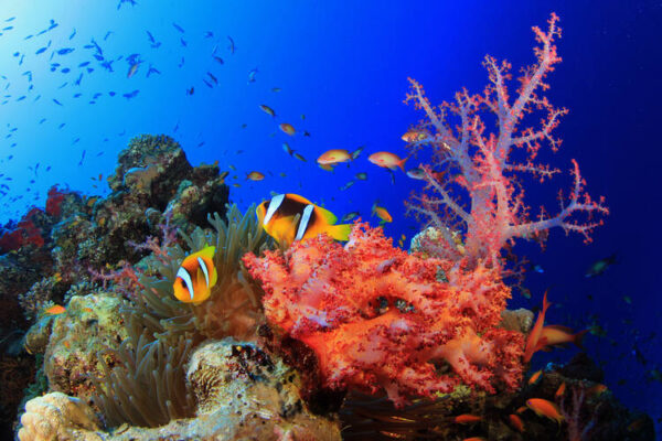 Best live underwater webcams