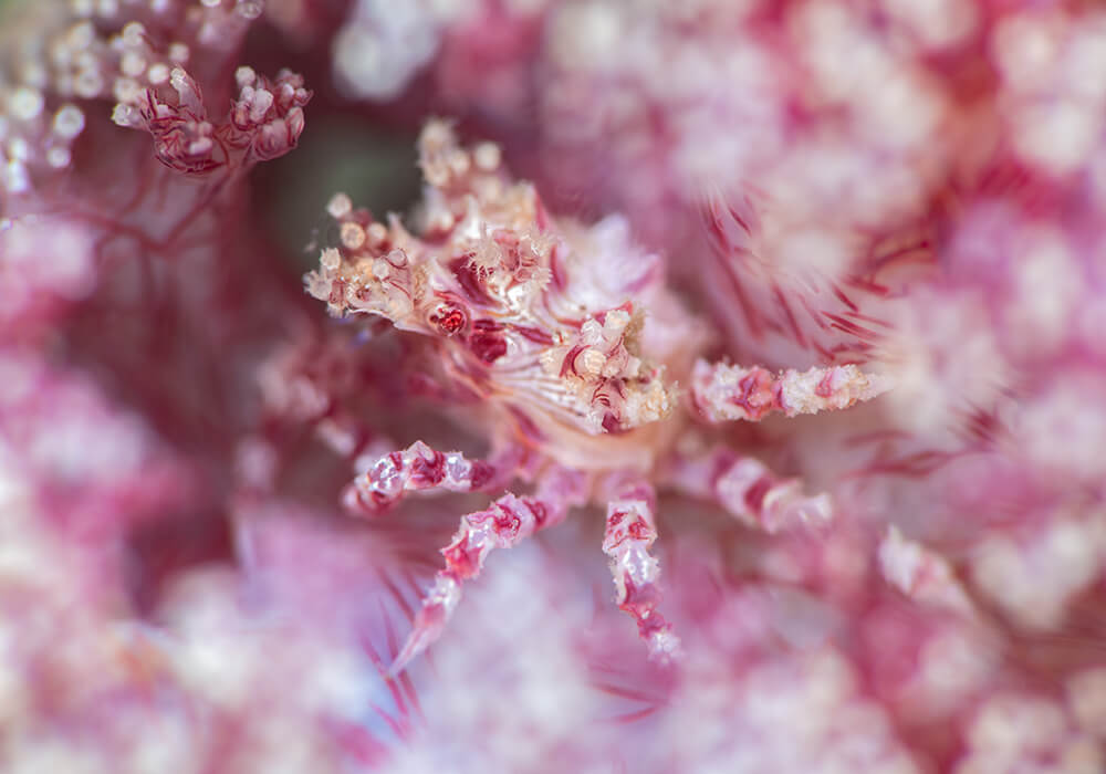 Macro shot of a pink and cream crustacean against similar coloured coral