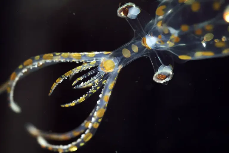Scientists identify 31 new marine species during South Atlantic expedition