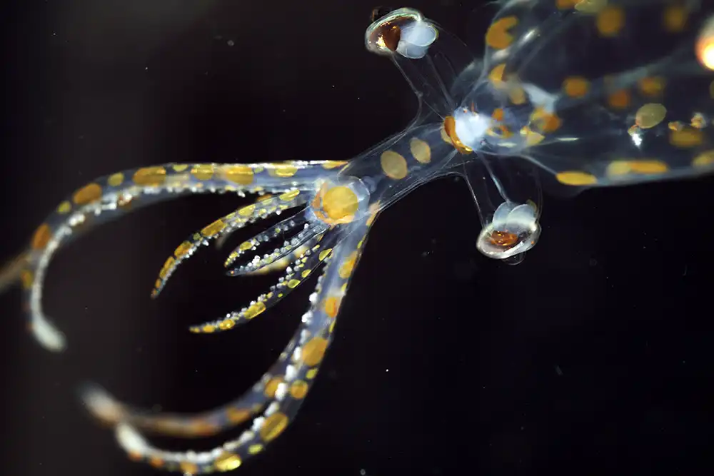 Scientists identify 31 new marine species during South Atlantic expedition