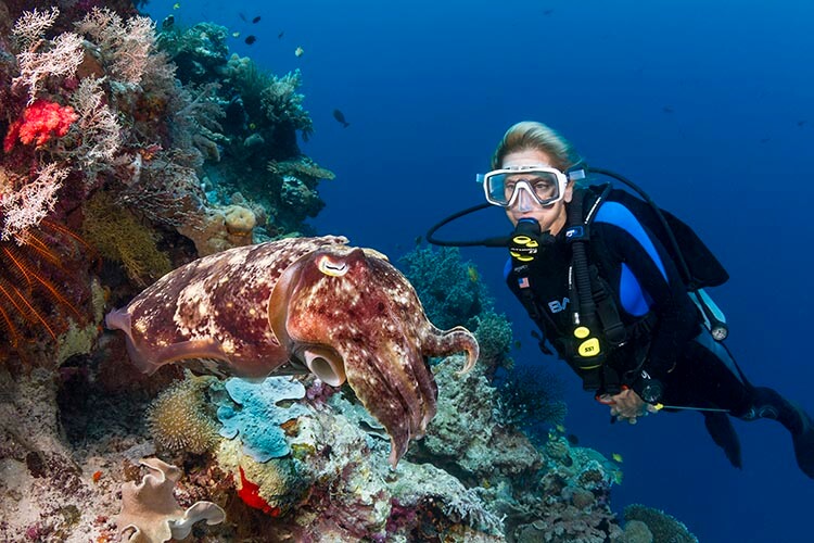 diver with a cuttlefish on a reef at Wakatobi