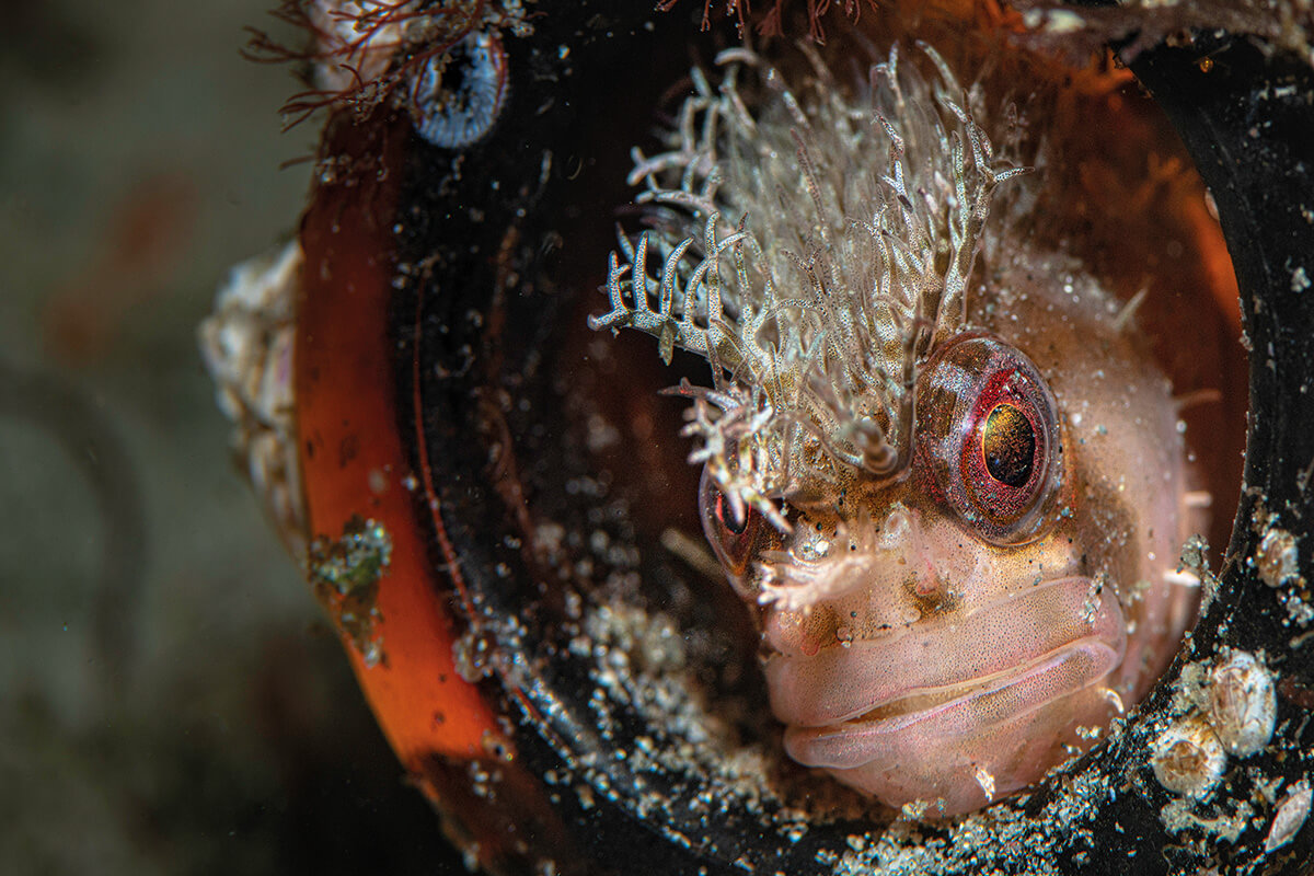 This mosshead warbonnet makes a  discarded beer bottle its home