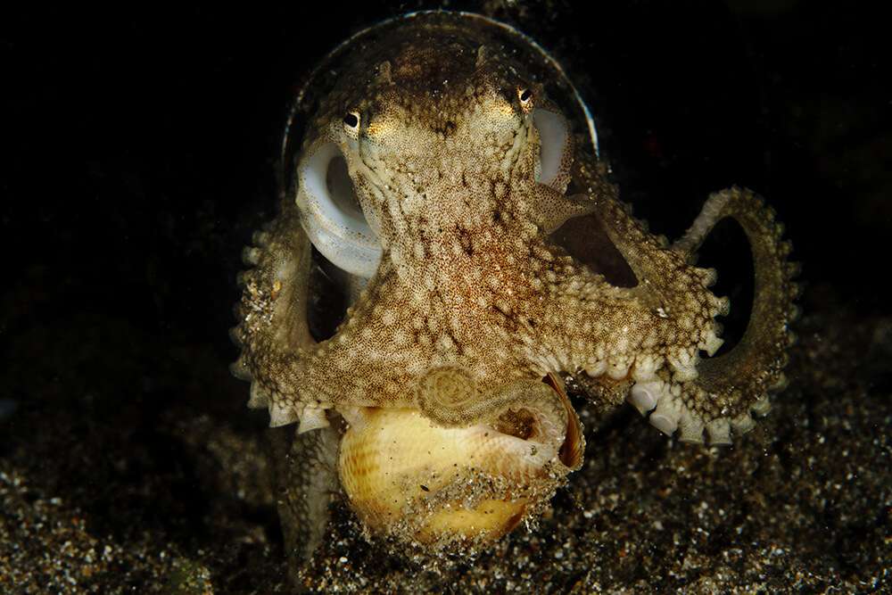 octopus-philippines