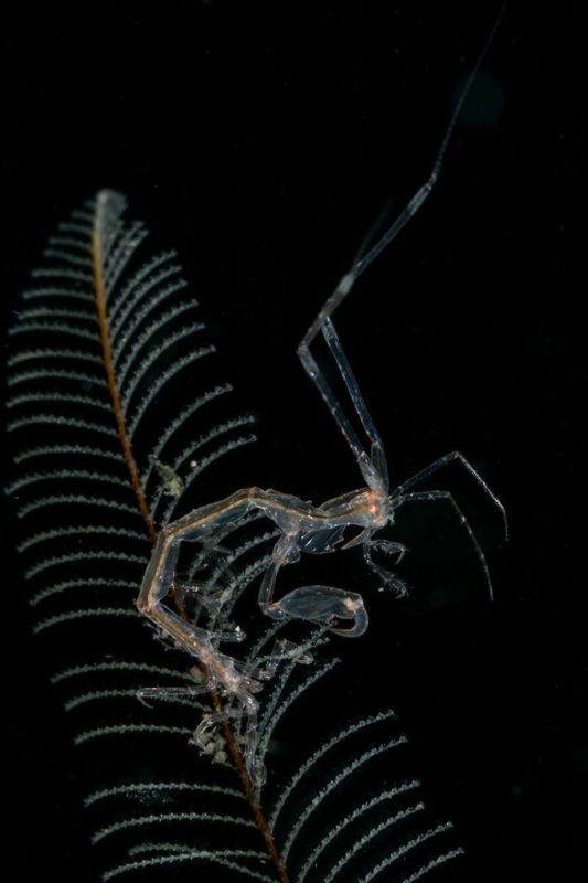 skeleton shrimp