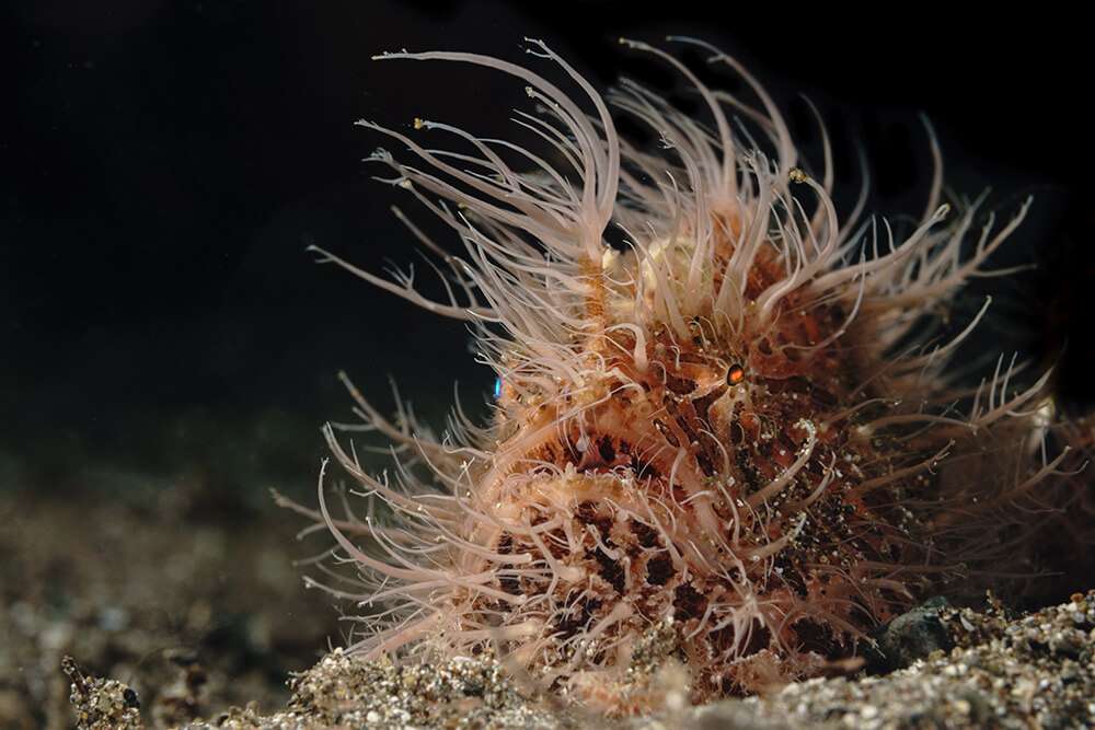 hairy frogfish-philippines