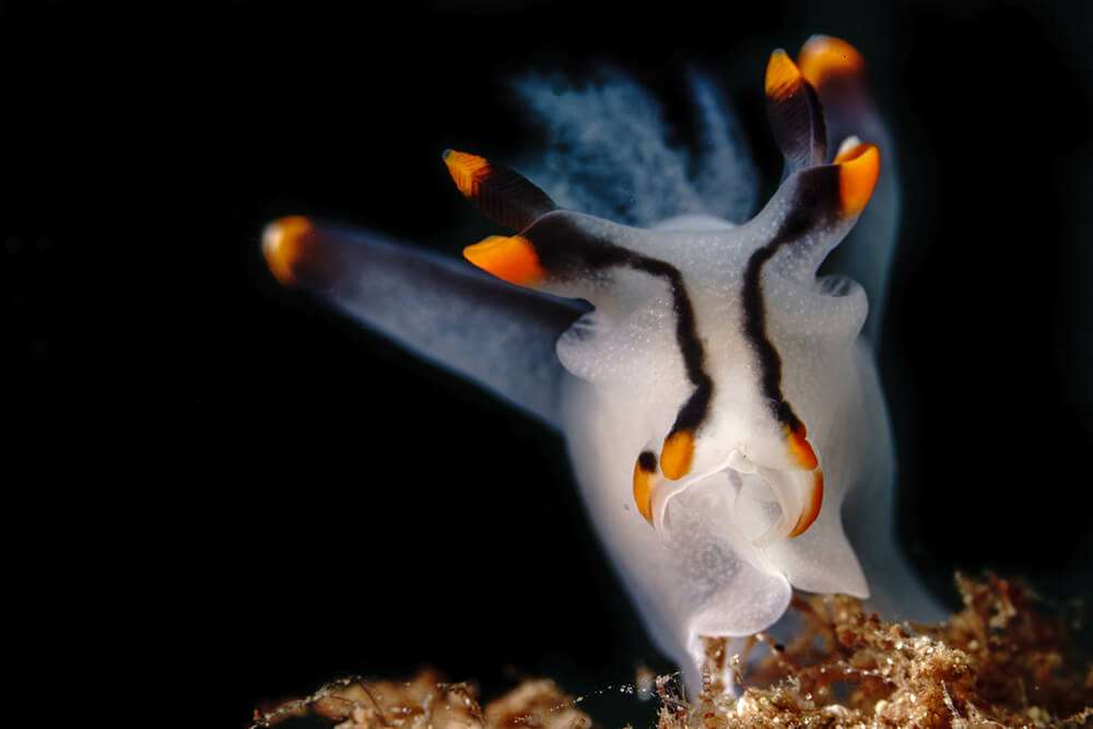 Pikachu nudibranch-philippines