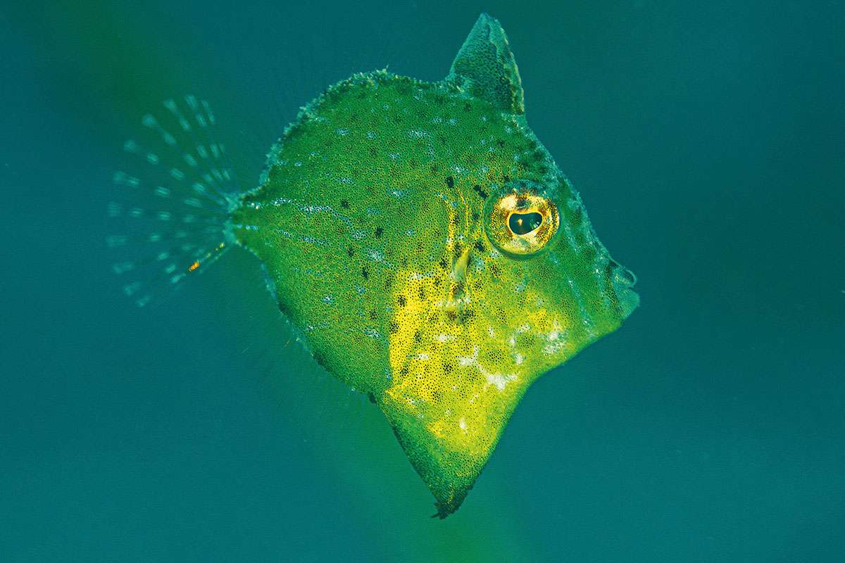A birght green diamond filefish