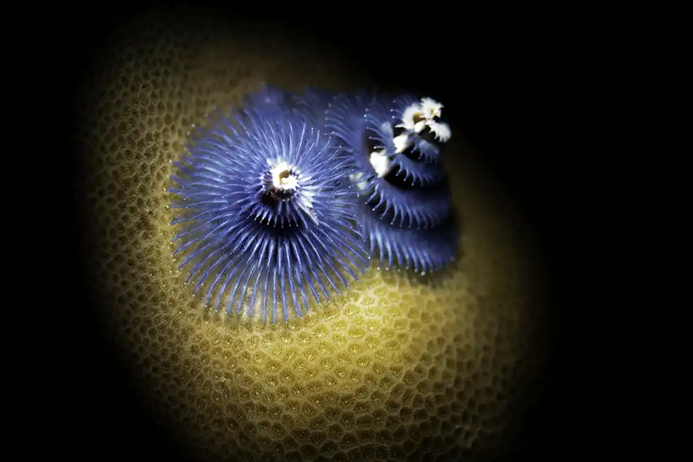 A christmas tree worm on a head of coral
