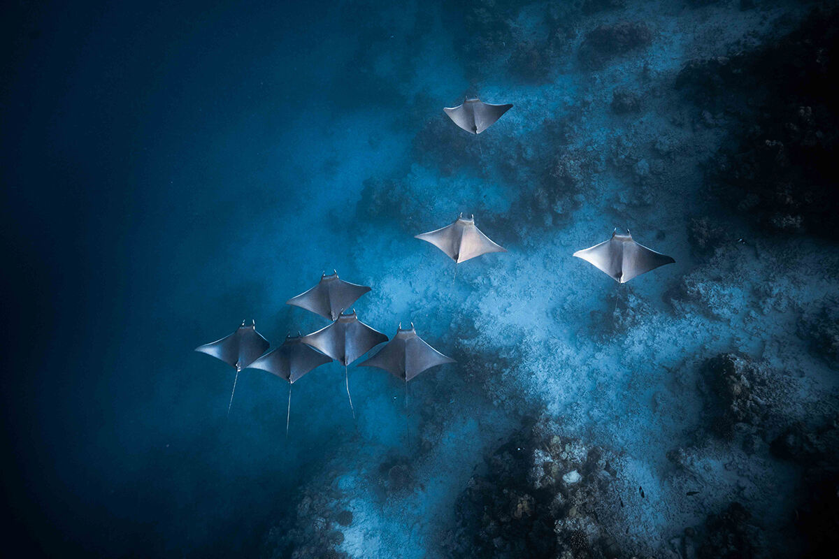A group of mobula rays swimming in open water above coral