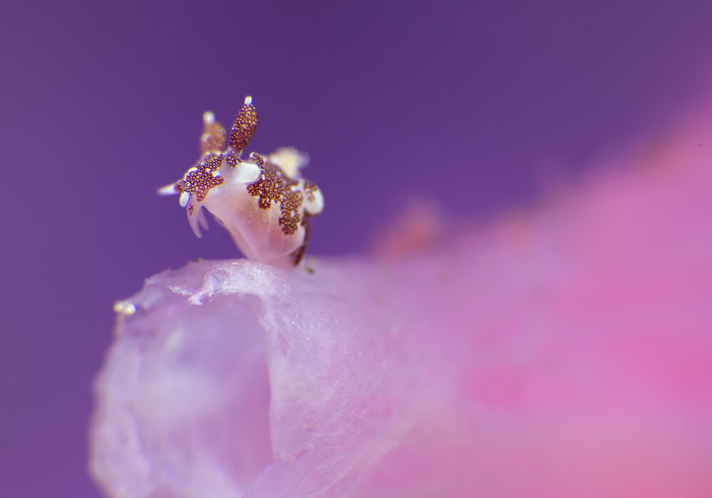 white nudibranch with brown patches on some pink coral