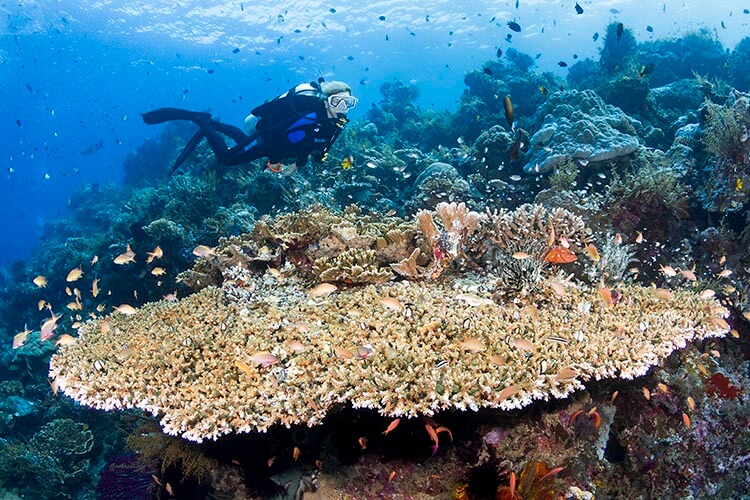 diver swimming over a huge table coral at wakatobi