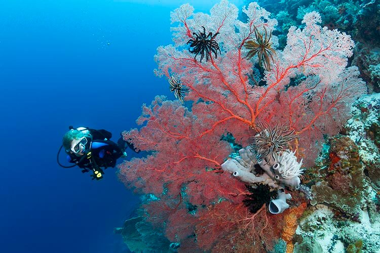 giant fan coral with a diver