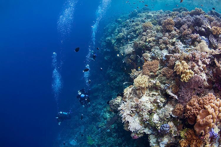 divers alongside the drop off at one of Wakatobi's' reefs