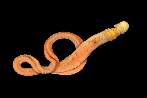 Marine curio #25: acorn worms