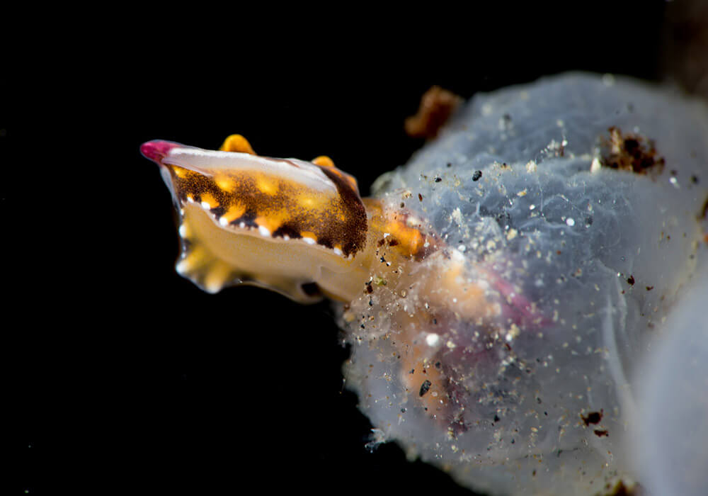 Yellow and brown octopus hatching from translucent egg