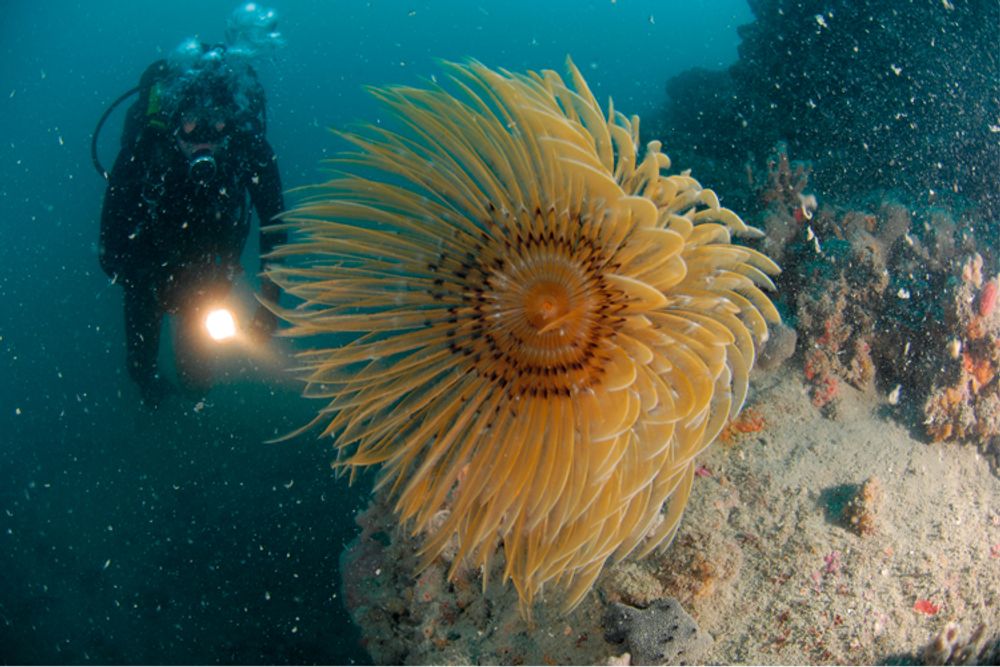 coral on the wreck of the flamingo, croatia