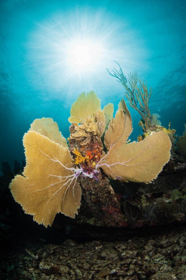 Scuba diving the Florida Keys - America's coral archipelago - DIVE Magazine