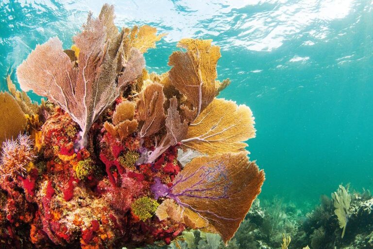 Scuba diving the Florida Keys – America’s coral archipelago