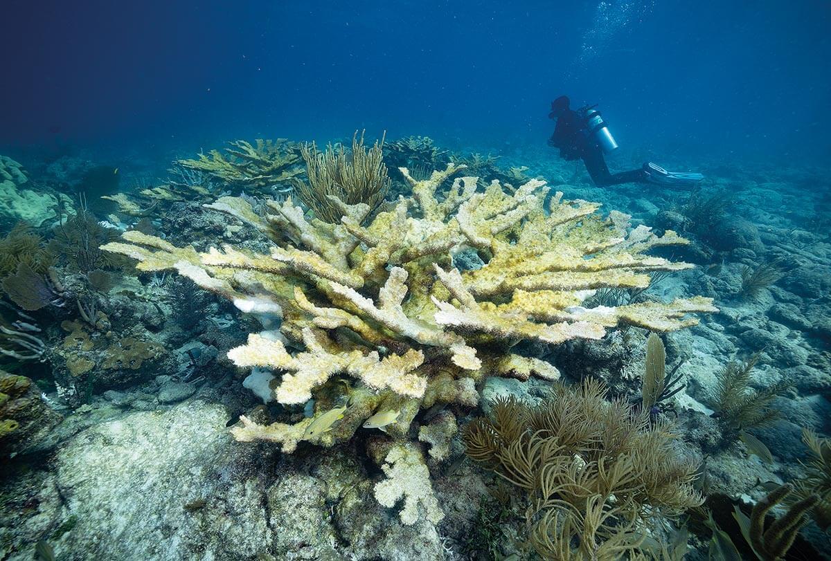 bleached elkhorn coral in the Florida Keys in July 2023