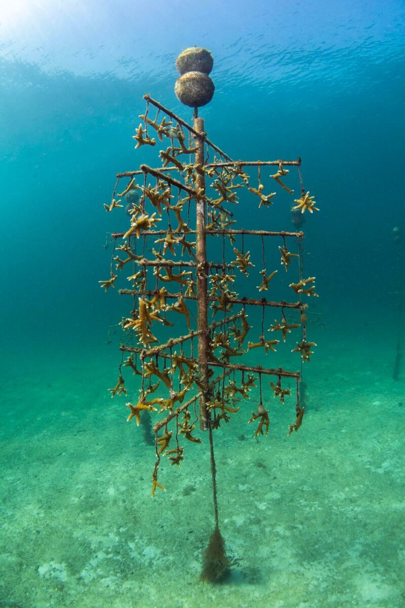coral restoration tree at Mote Marine