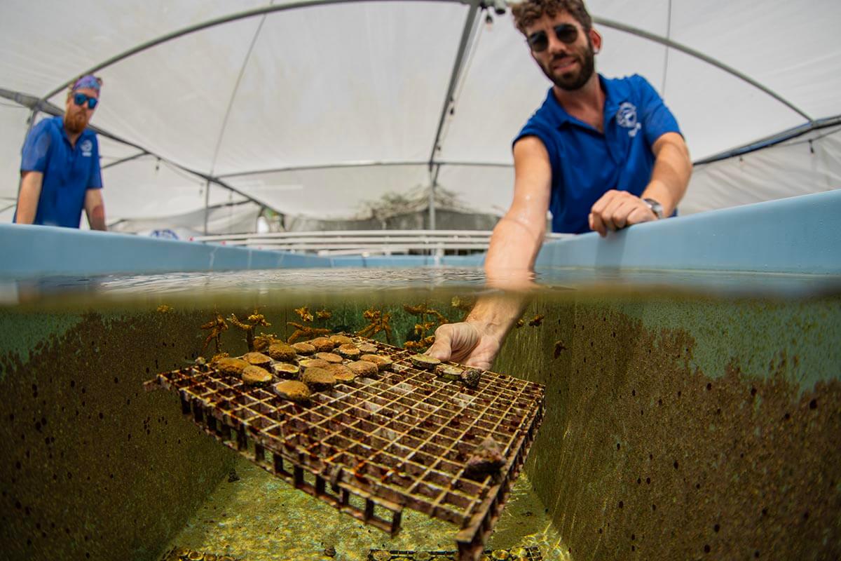Scientists at the Mote Marine Coral laboratory inspect the growing reef fragments