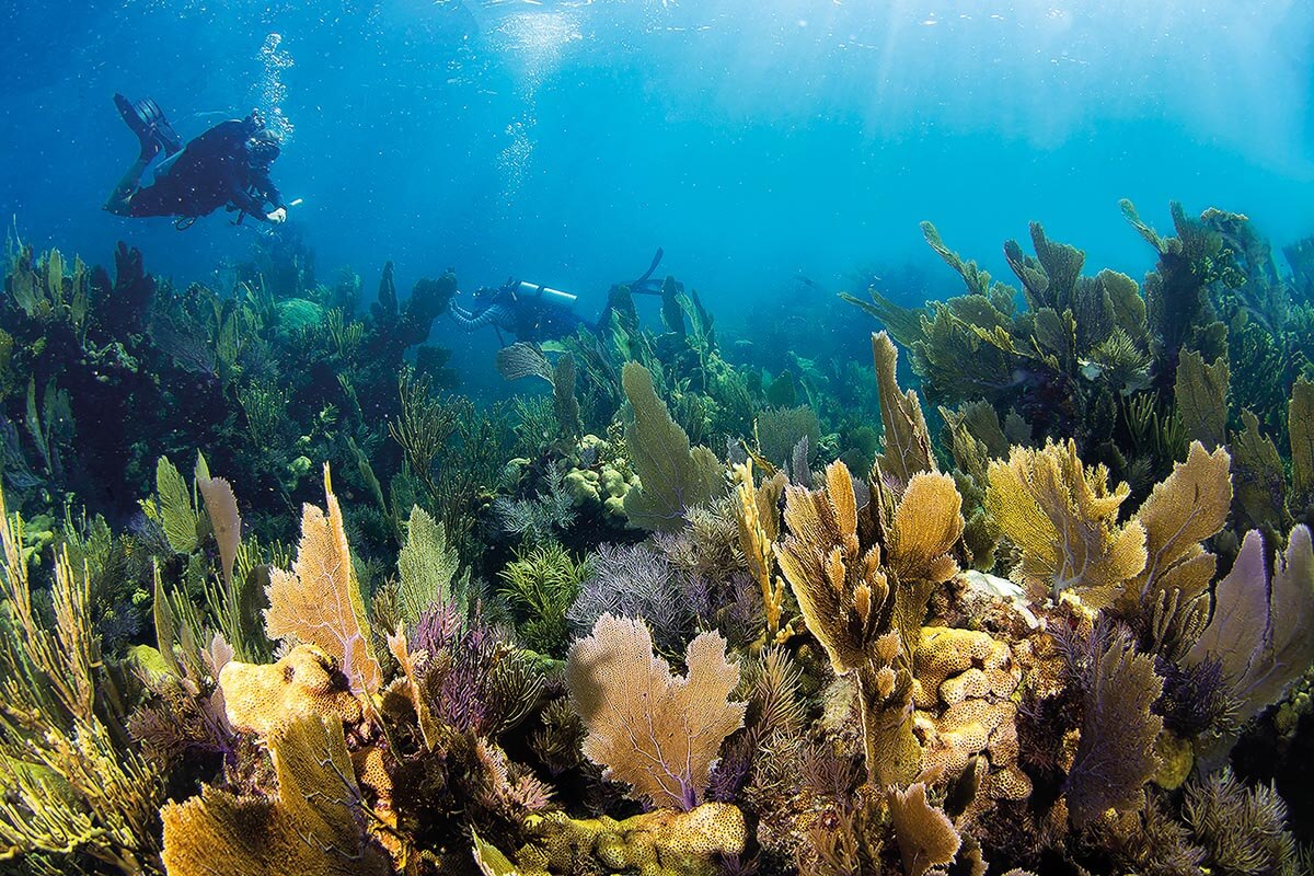 divers swimming over beautiful, healthy coral reefs in the florida keys