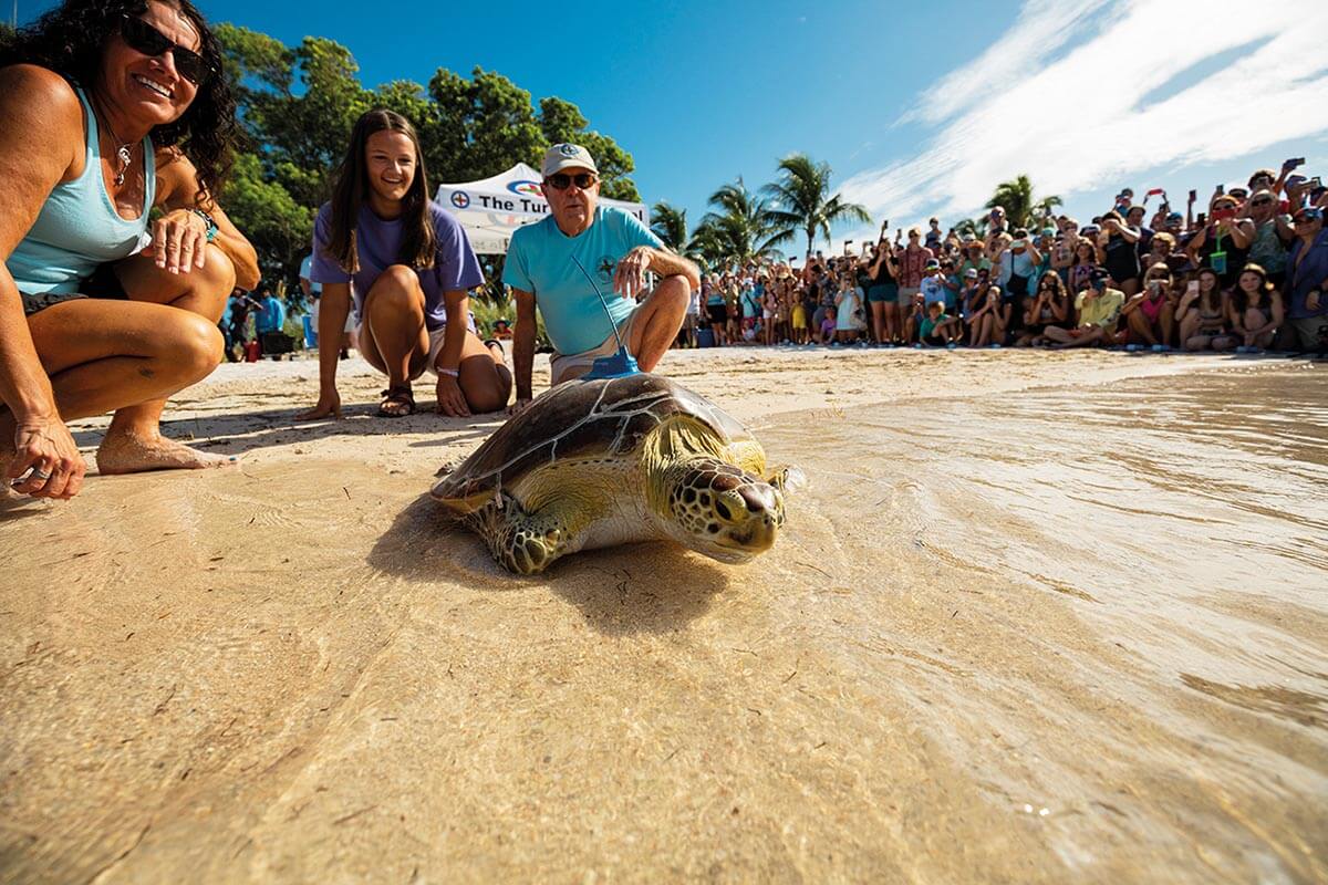 a turtle being released after rehabilitation