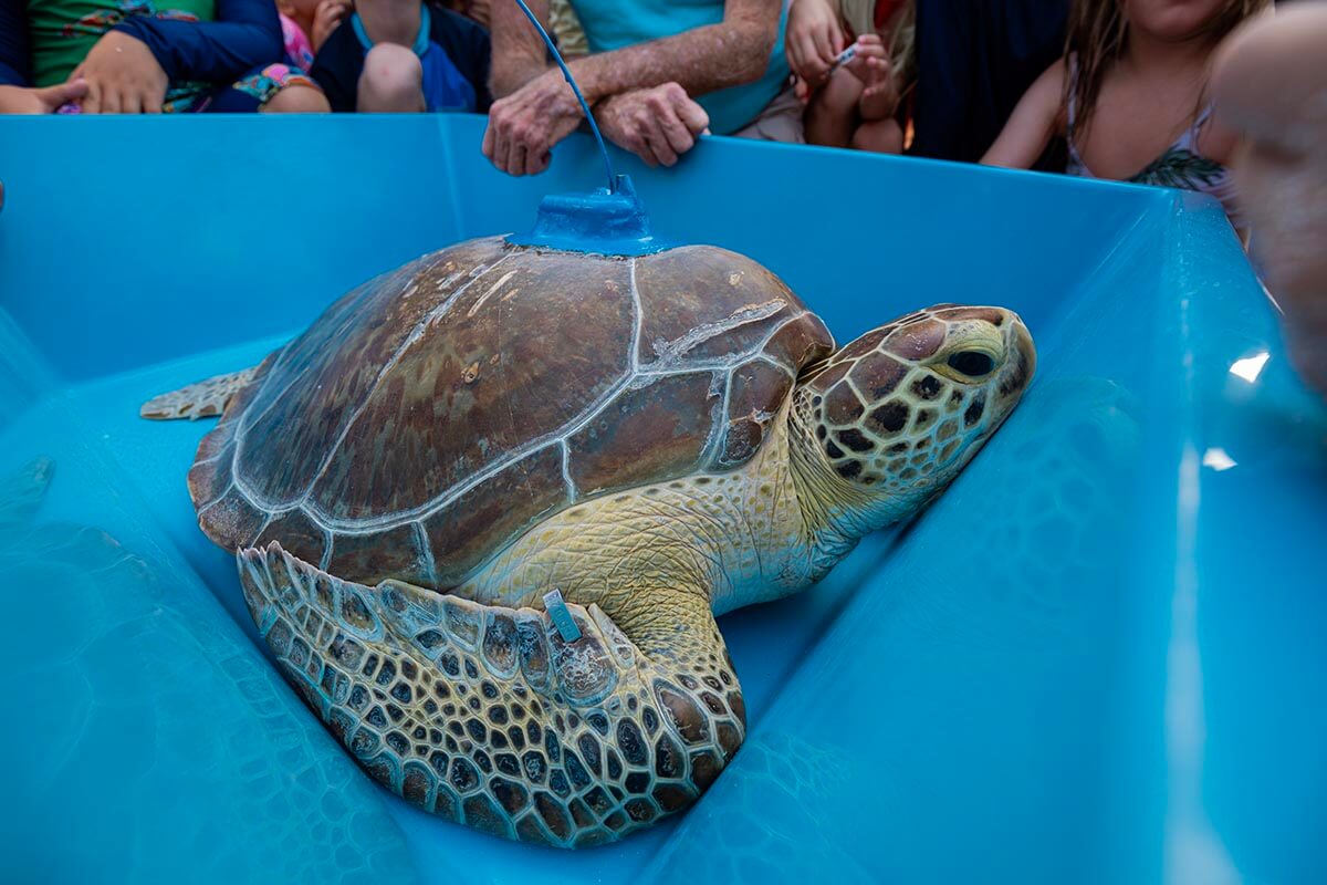 a turtle at the Turtle Hospital in Marathon