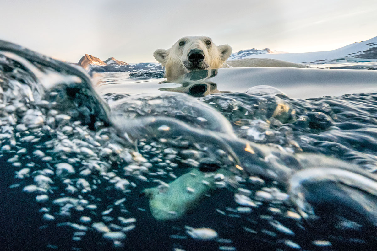 Swimming polar bear