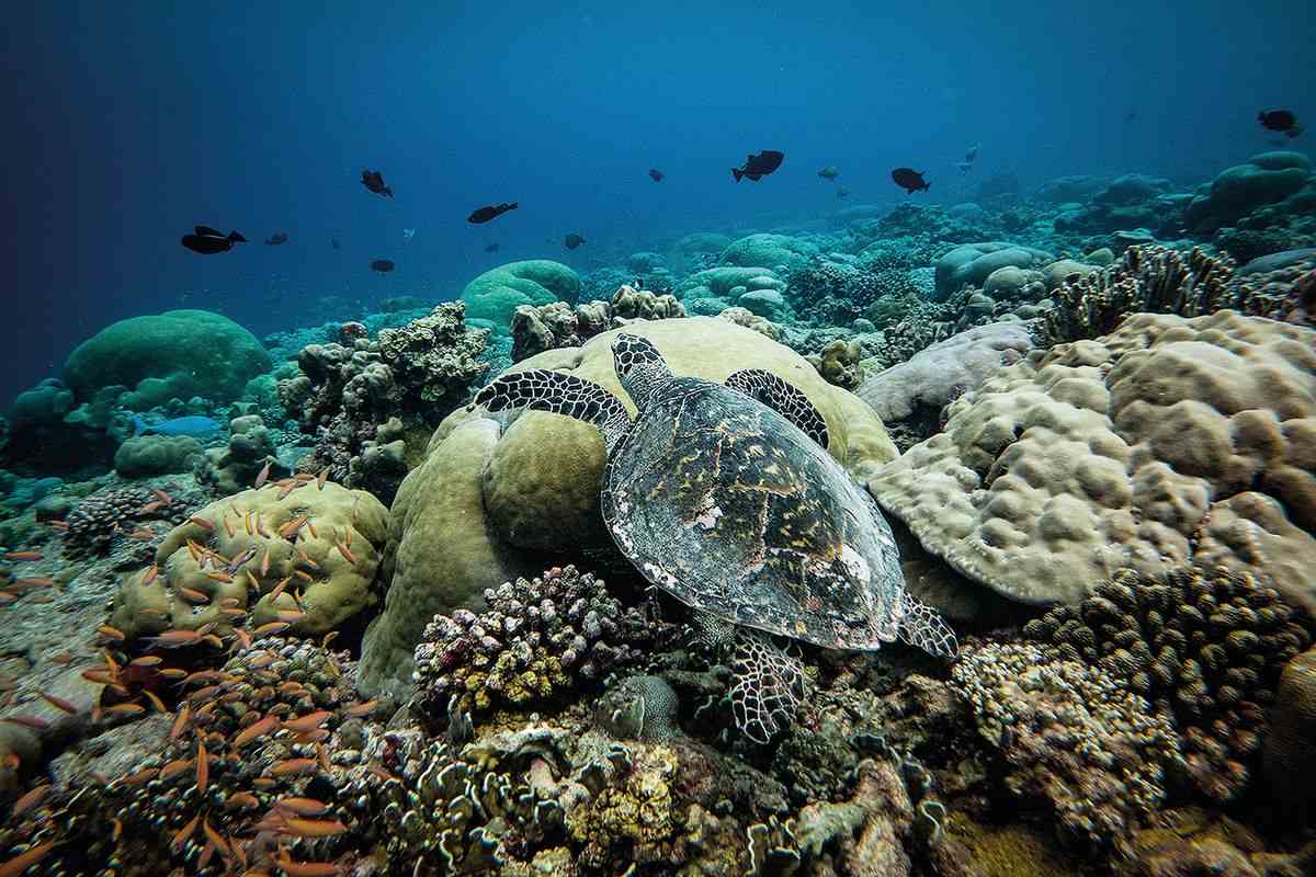 green turtle explores the reef