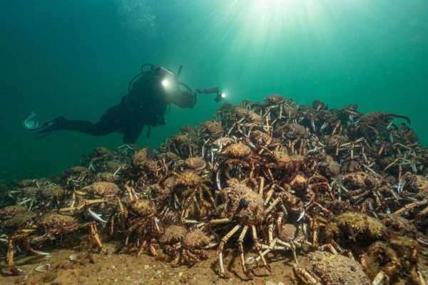 Featured Photographer: Marcia Riederer - DIVE Magazine
